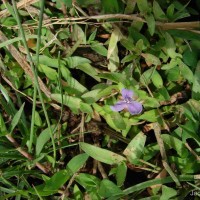 Murdannia spirata var. spirata (L.) G.Brückn.